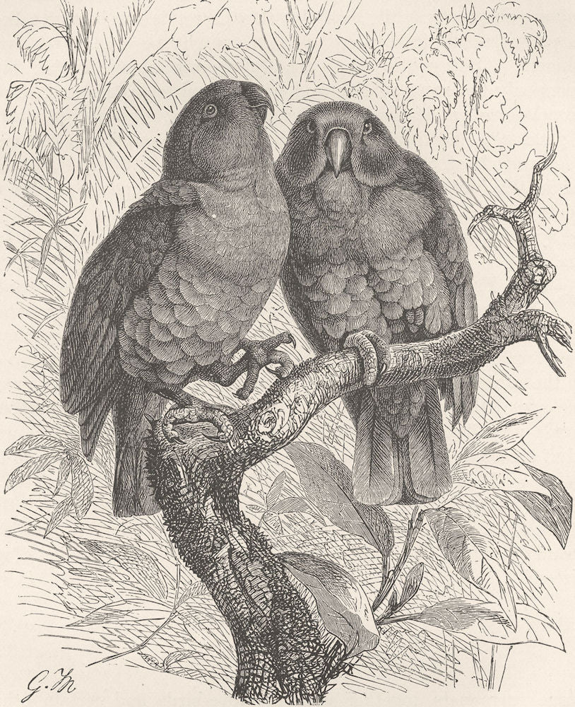 BIRDS. Red-sided eclectus 1895 old antique vintage print picture